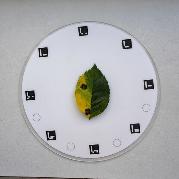 A leaf on a Petiole calibration pad